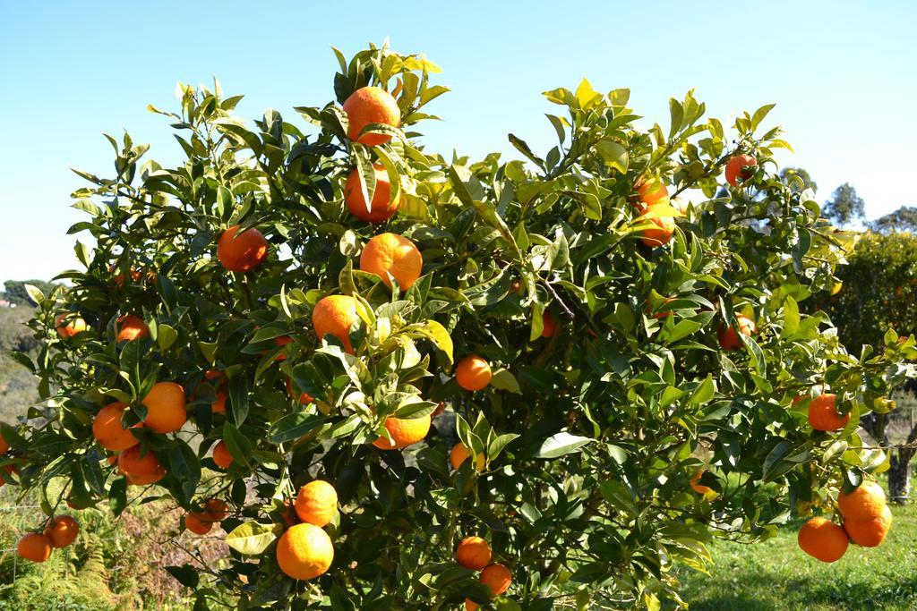 Herdade Do Freixial - Turismo Rural 빌라노바데밀폰테스 외부 사진